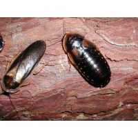 Dubia Cockroaches
